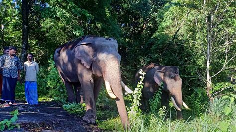 kumki elephants|khunka mamki elephants.